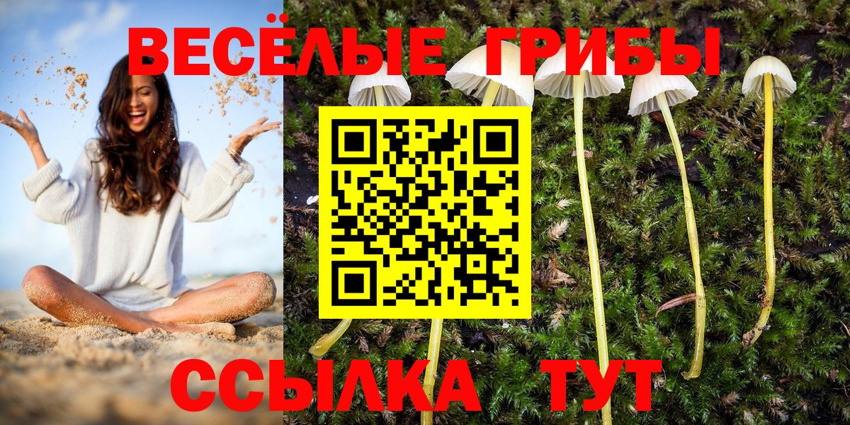 Псилоцибиновые грибы Psilocybe  Вход с VPN  Петрозаводск 