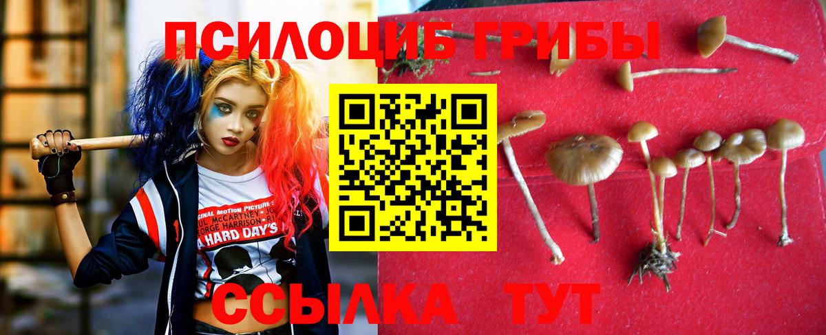 Псилоцибиновые грибы Psilocybe Петрозаводск
